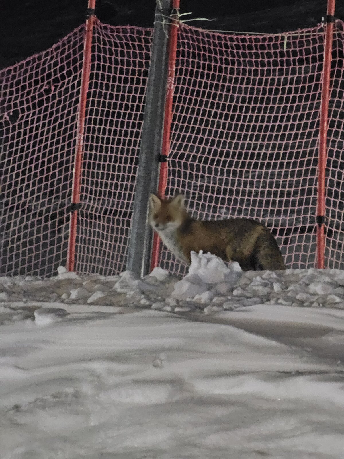 Дикая лиса на поляне Азау