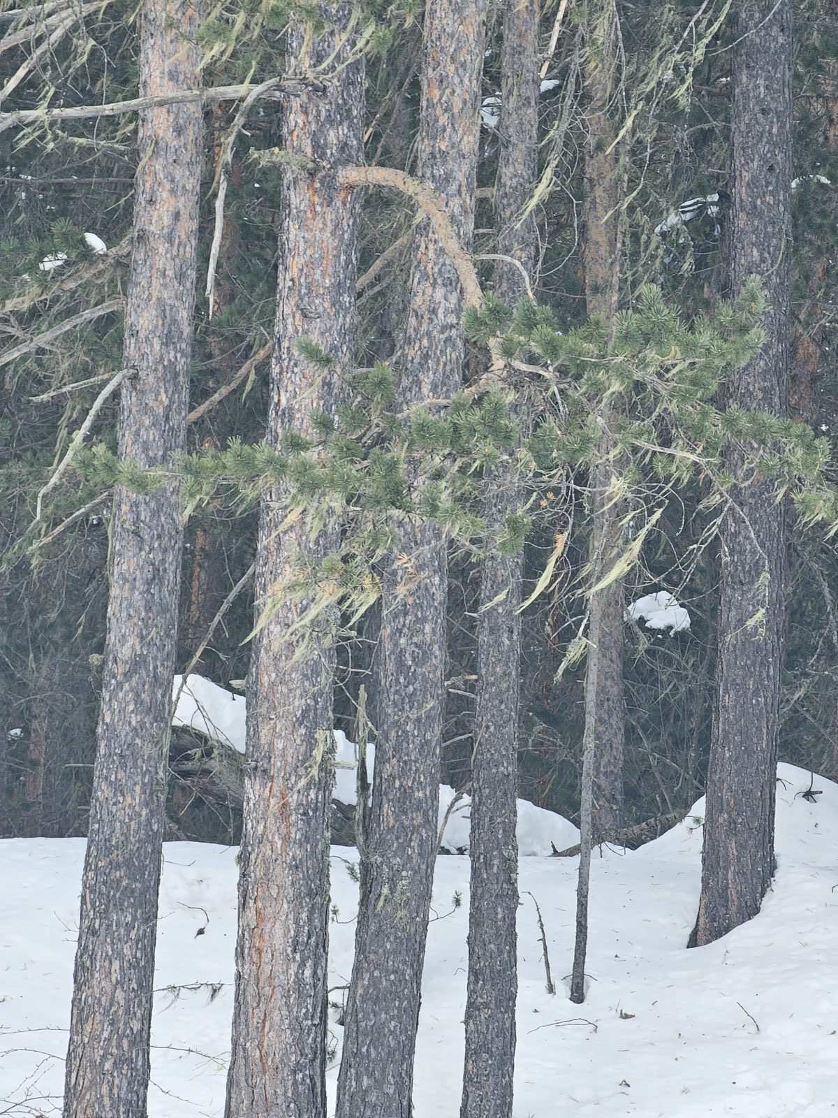 Сосны с уснеей