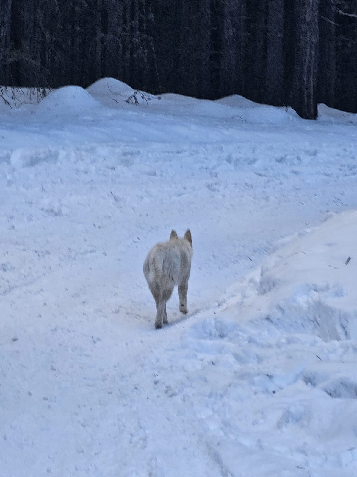 Собака в лесу